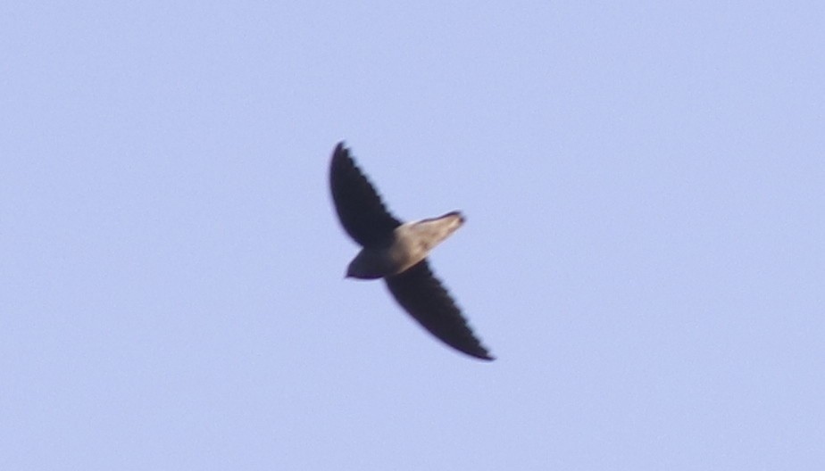 White-rumped Spinetail - ML133467041