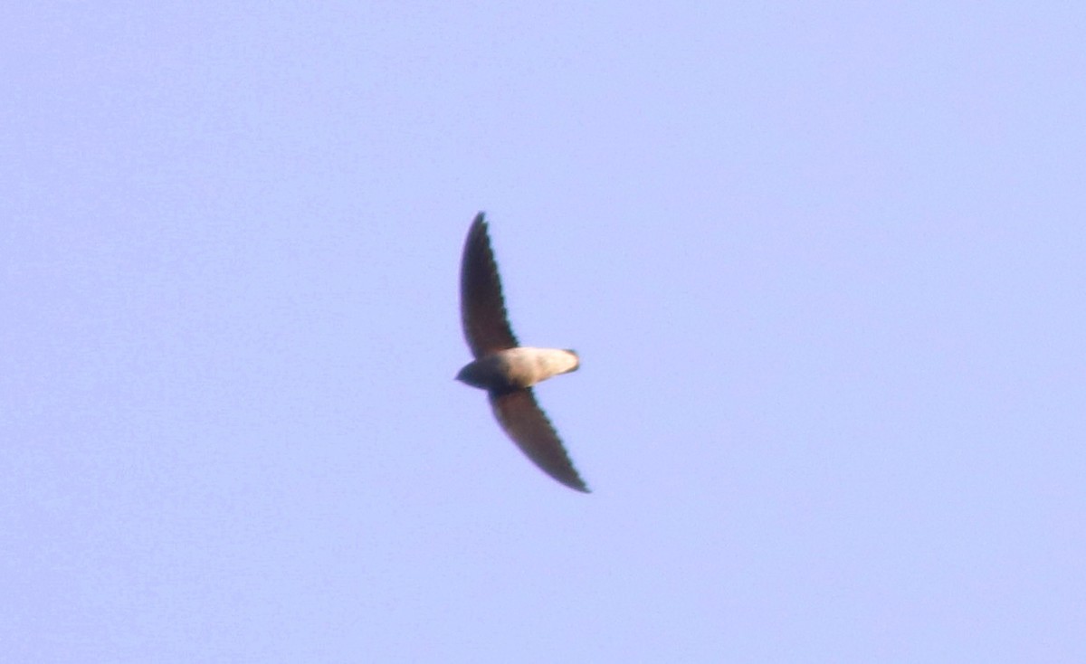 White-rumped Spinetail - ML133467051