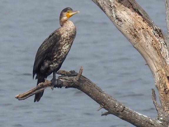 Indian Cormorant - ML133467171