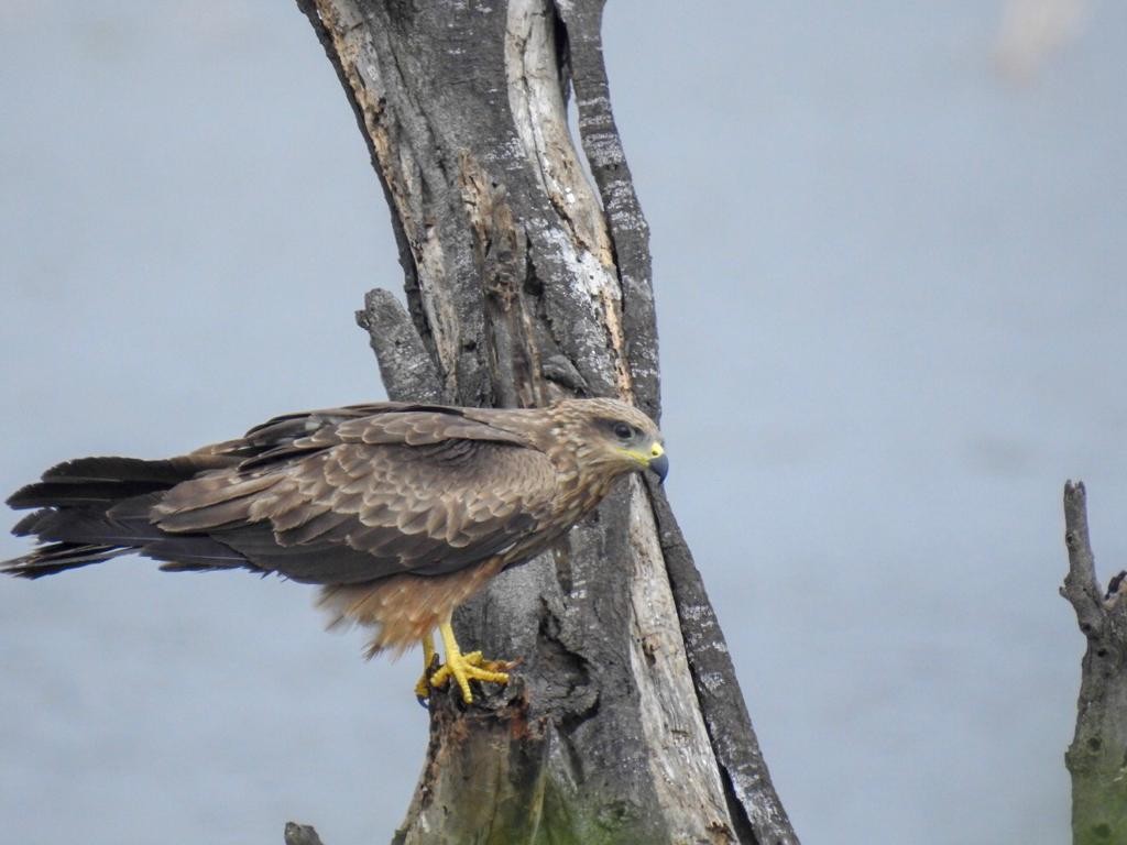 Black Kite - ML133467421