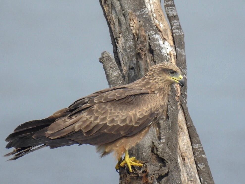 Black Kite - ML133467451