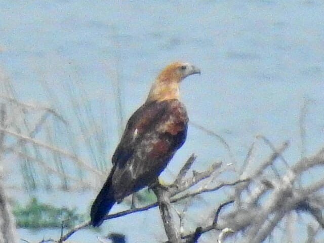 Brahminy Kite - ML133467551