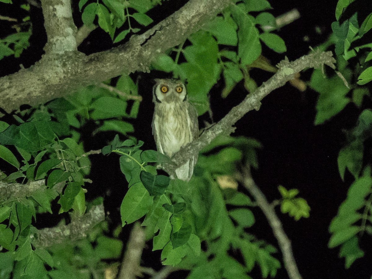 Northern White-faced Owl - James Moore (Maryland)