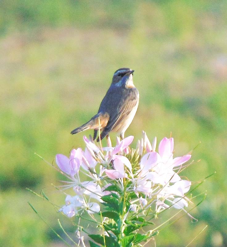 Bluethroat - ML133469771