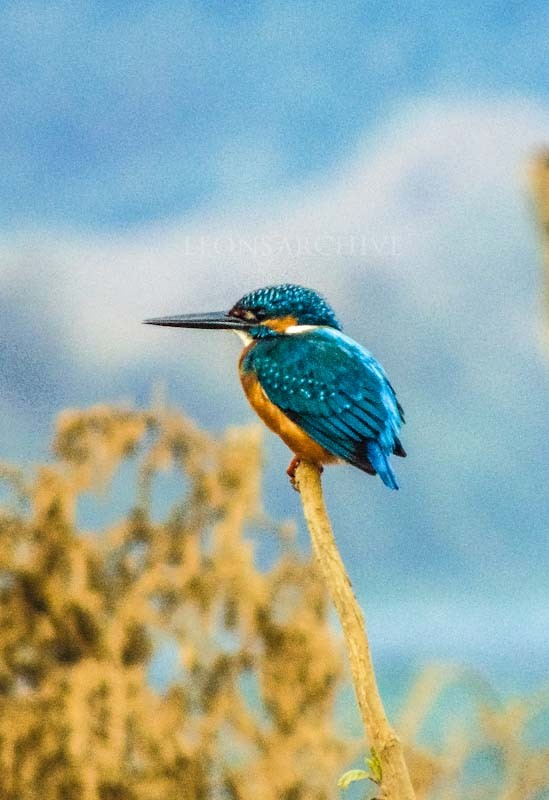 Common Kingfisher - ML133469991