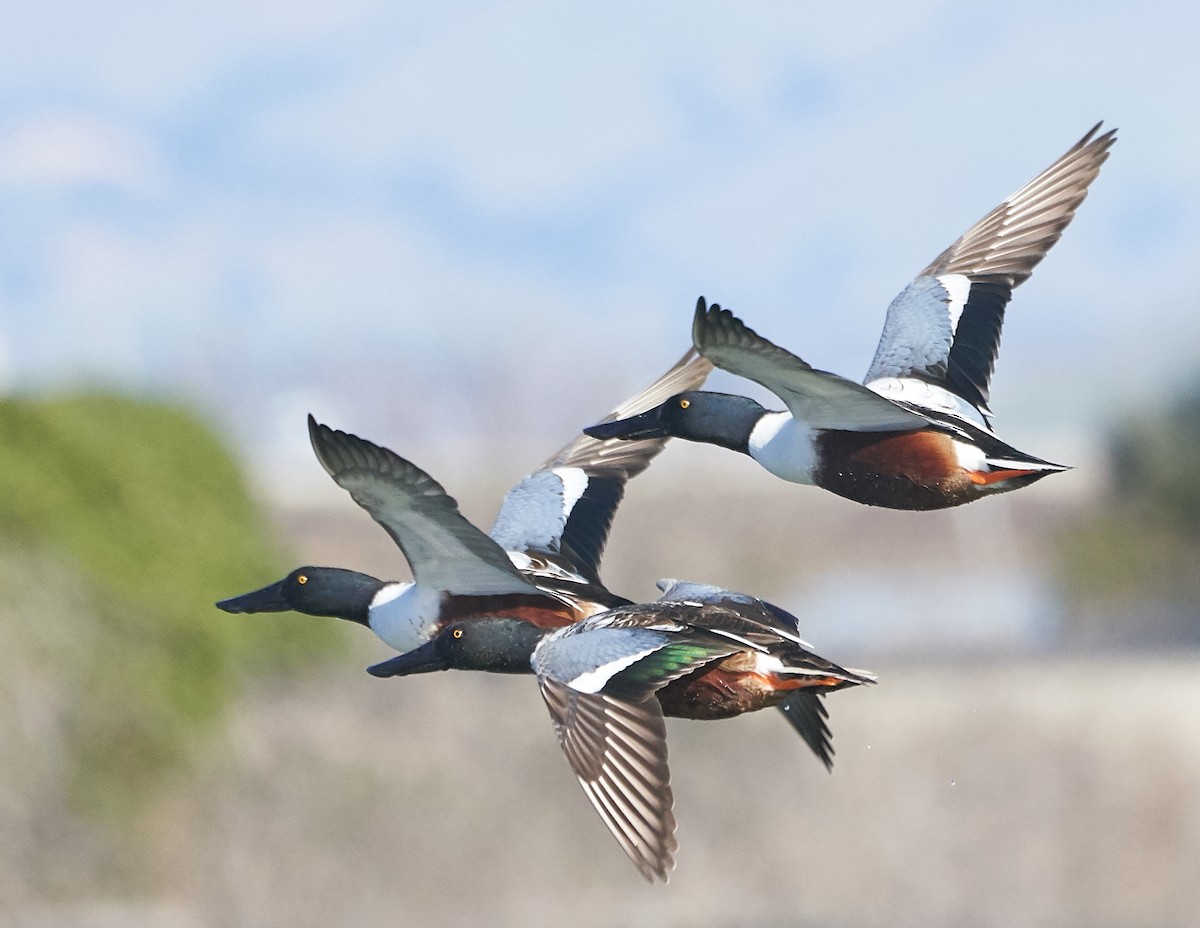 Northern Shoveler - ML133474041