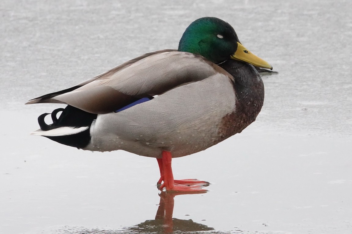 Mallard - ML133474161