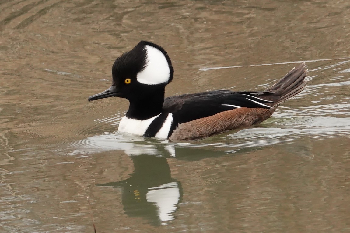 Hooded Merganser - Walt Anderson