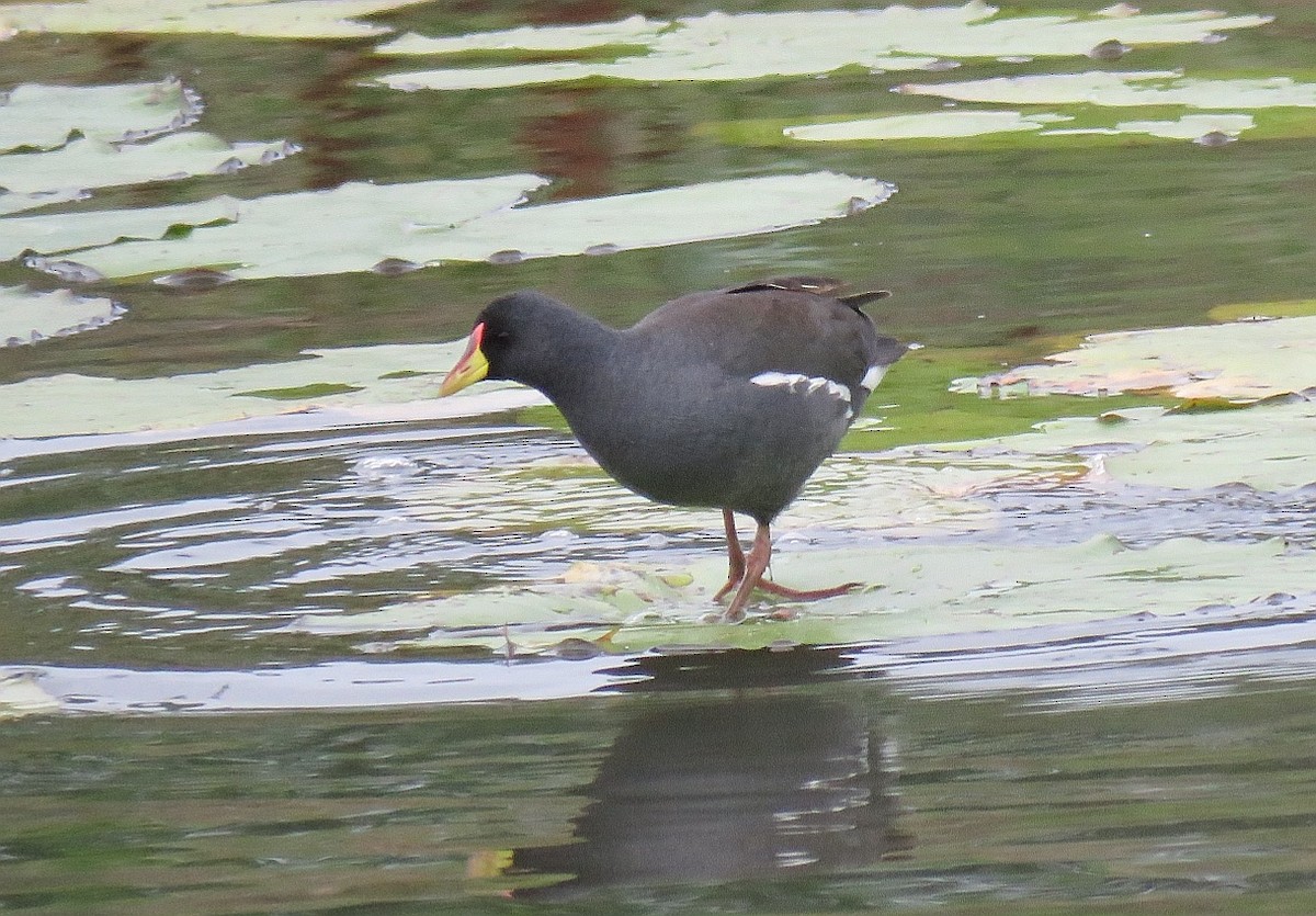 Lesser Moorhen - ML133475601