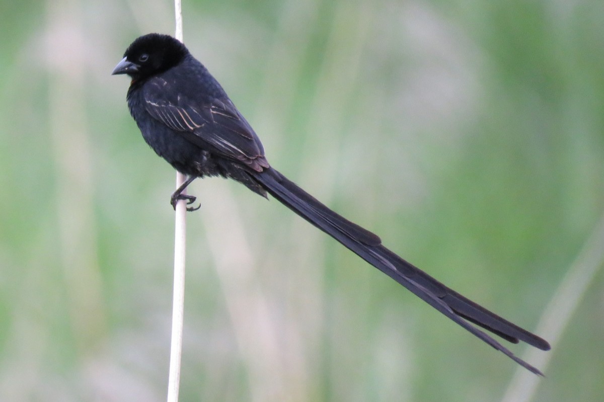 Red-collared Widowbird - ML133476211