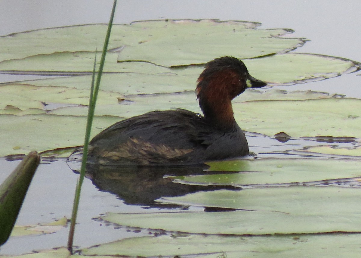 Little Grebe (Little) - ML133476291