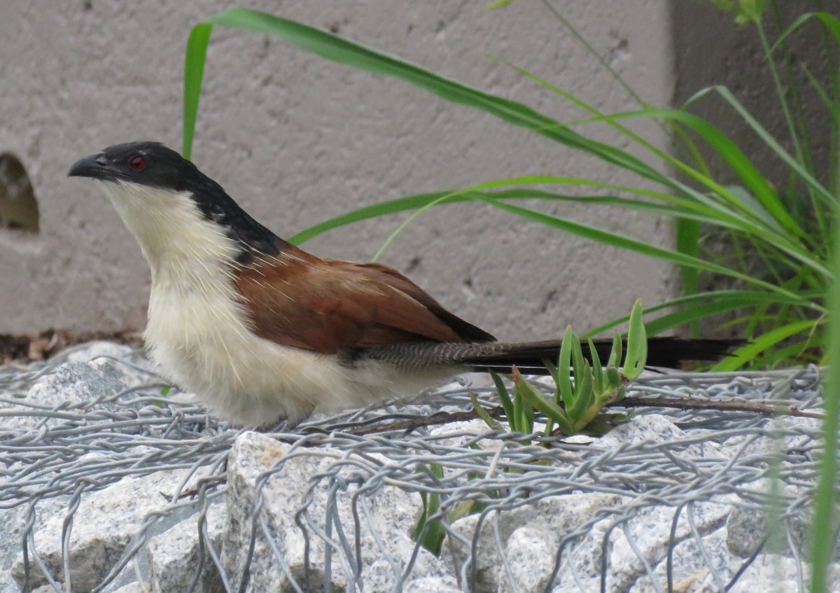 Burchell's Coucal - ML133476381