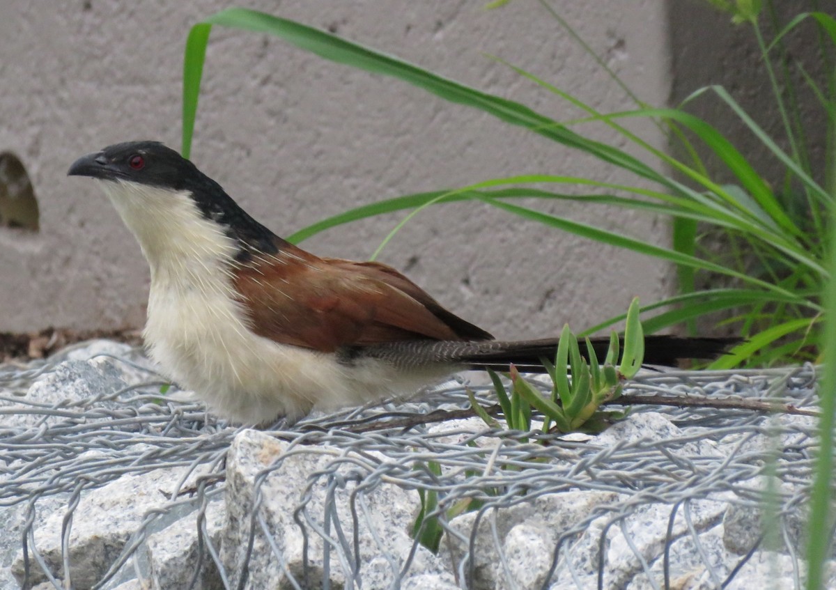 White-browed Coucal (Burchell's) - ML133476381