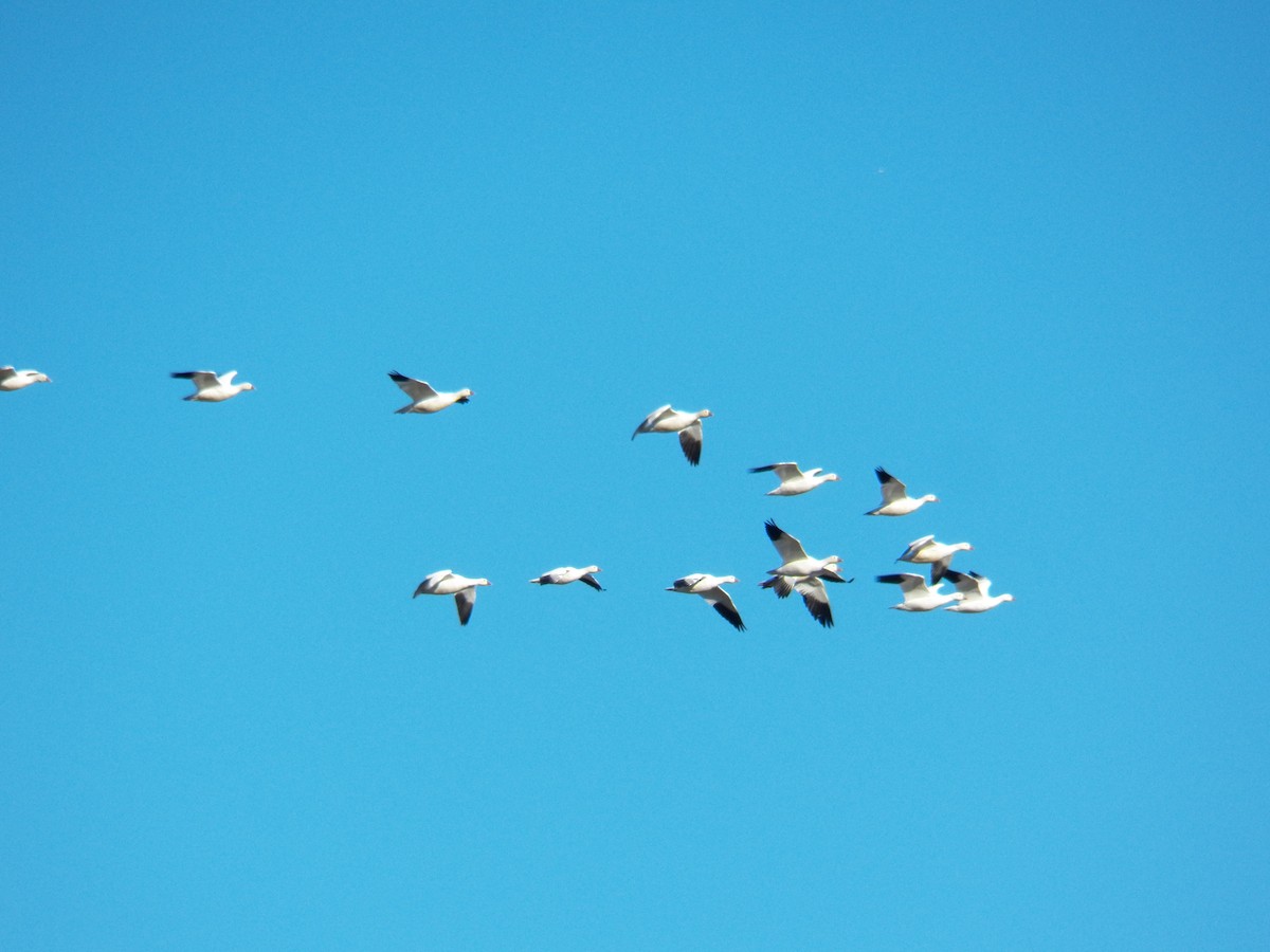 Ross's Goose - ML133477581