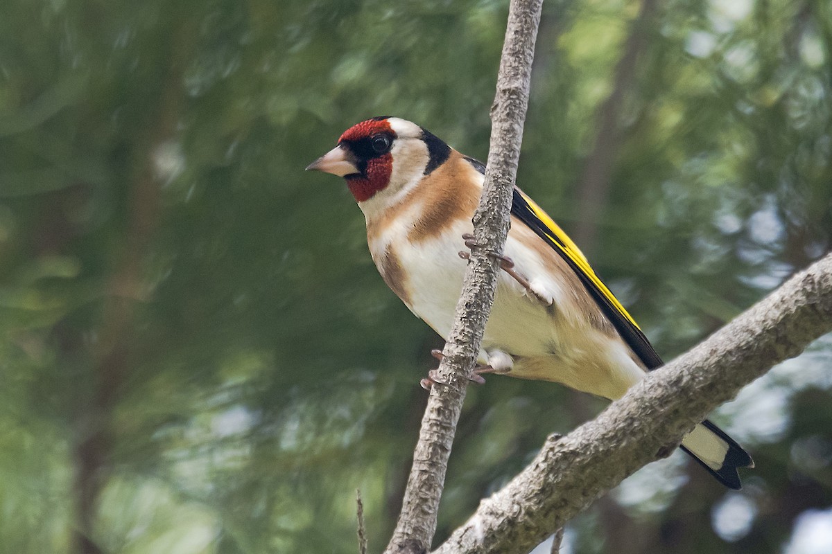 European Goldfinch - Tim White