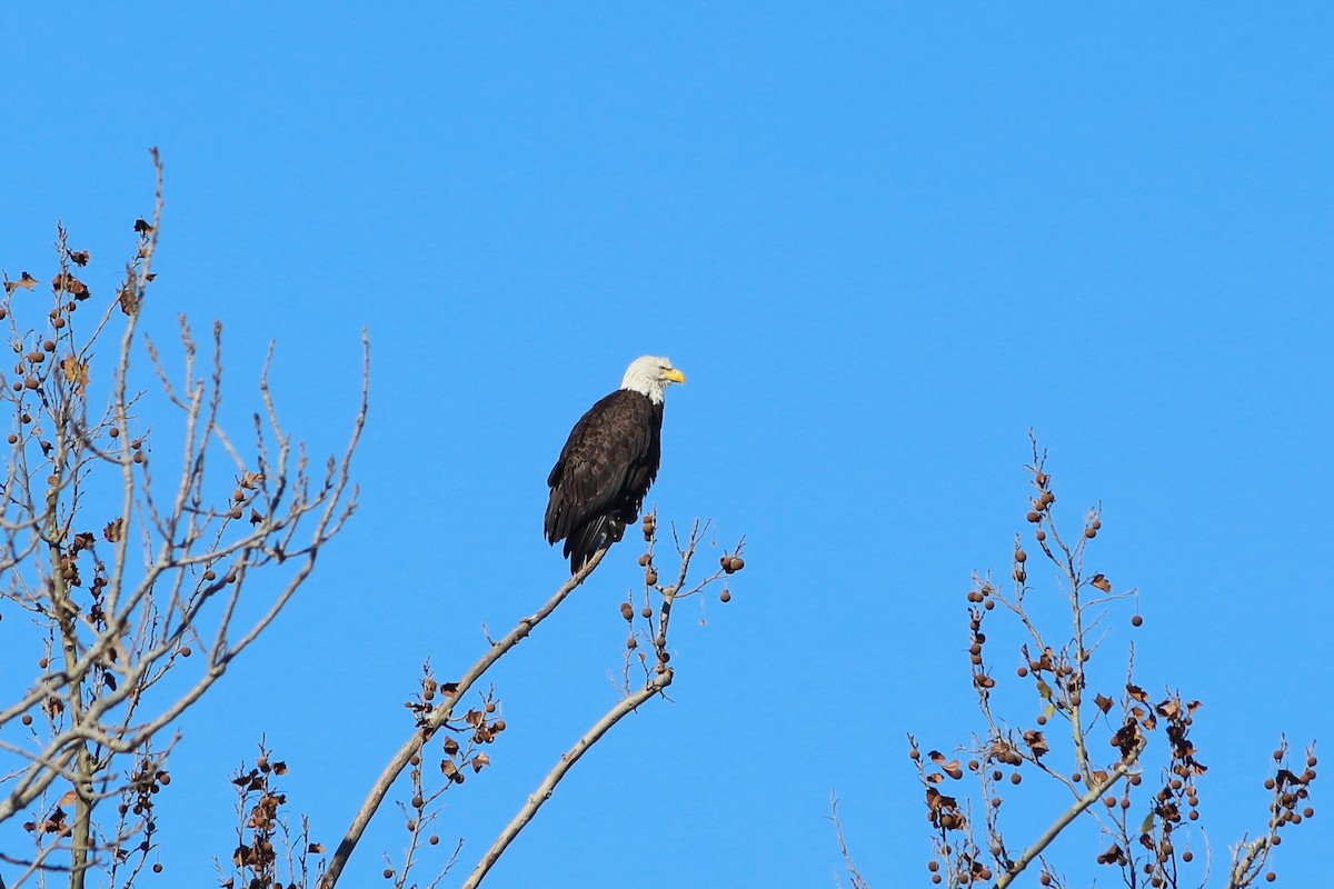 Bald Eagle - ML133478751