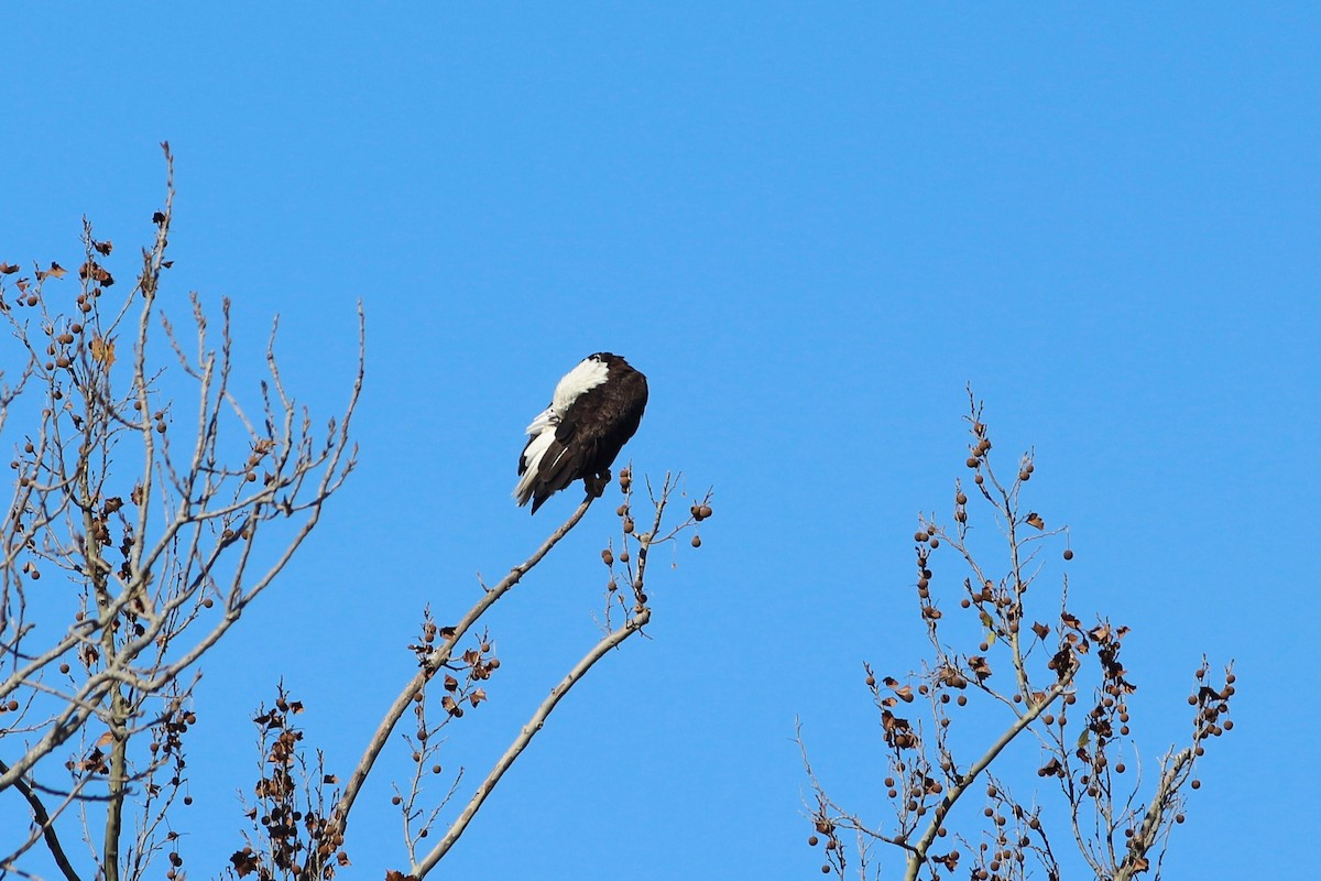 Bald Eagle - ML133478761