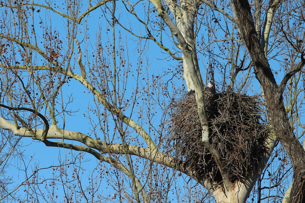 Bald Eagle - ML133478771