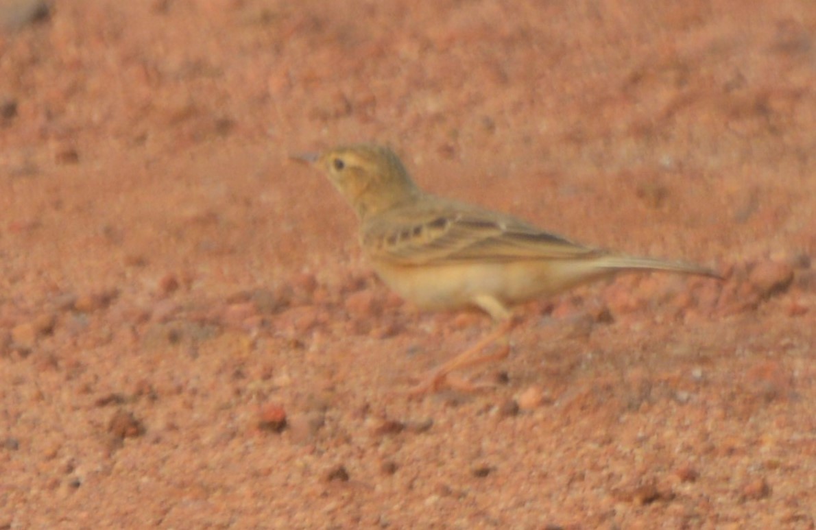 Blyth's Pipit - ML133479201