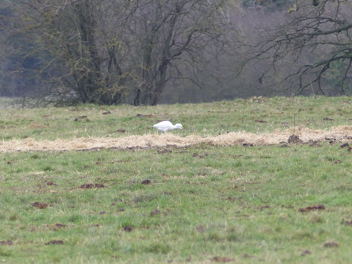 Western Cattle-Egret - ML133479821