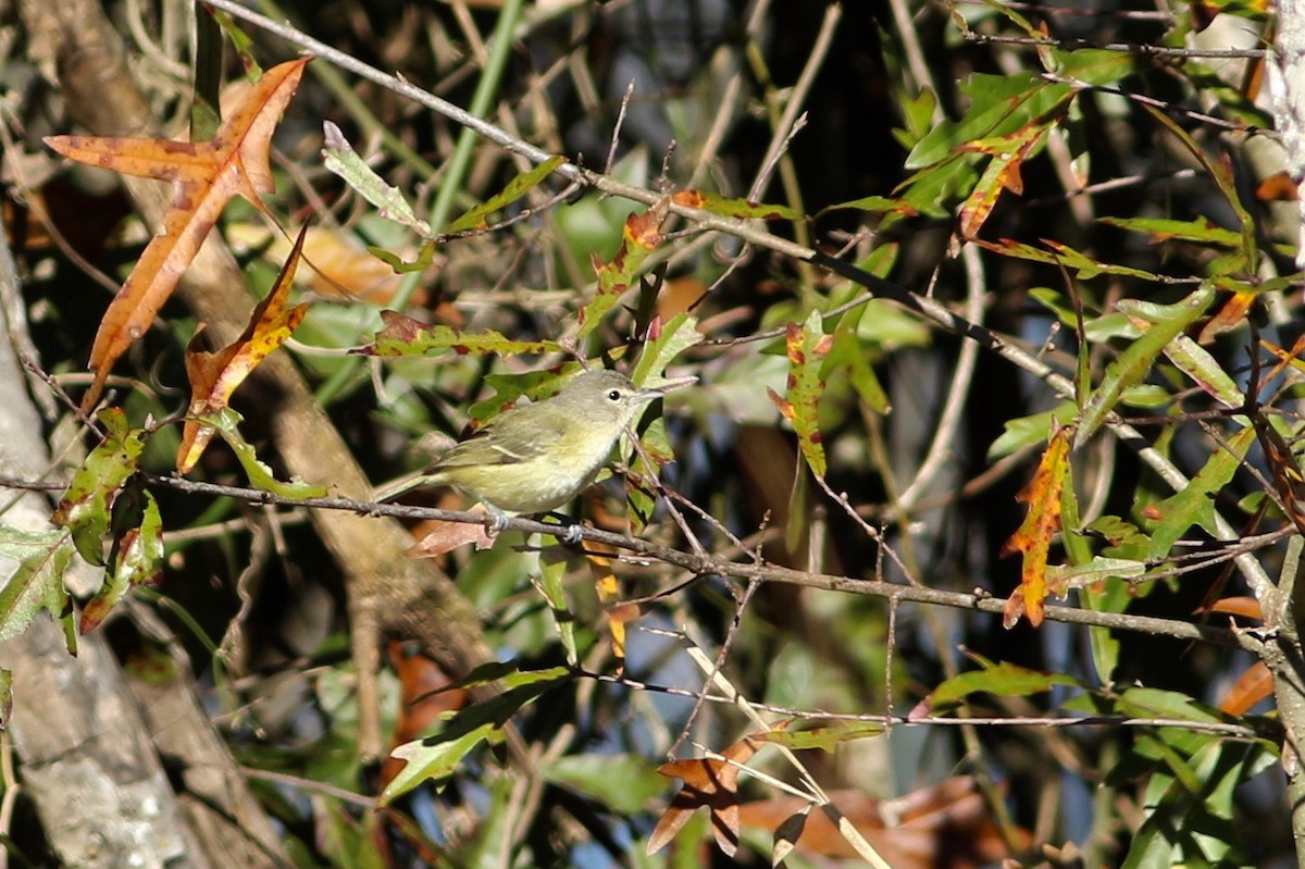 Bell Vireosu (bellii/medius) - ML133480101