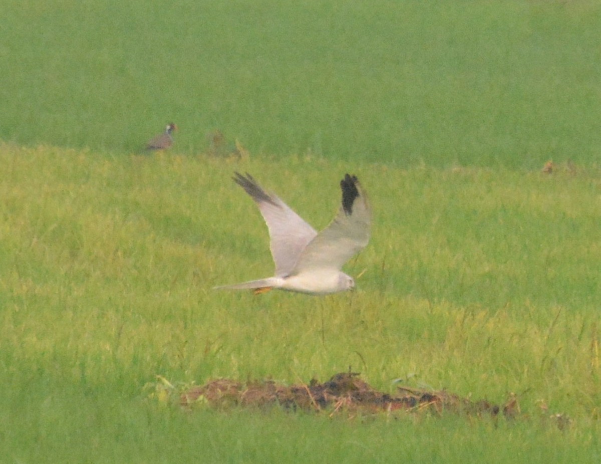 Pallid Harrier - ML133480301