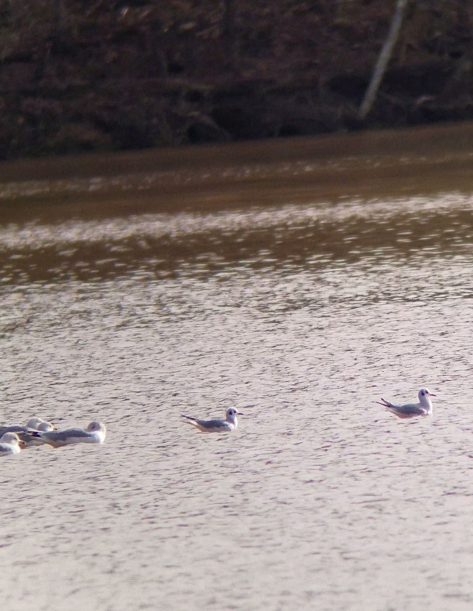 Bonaparte's Gull - ML133481771