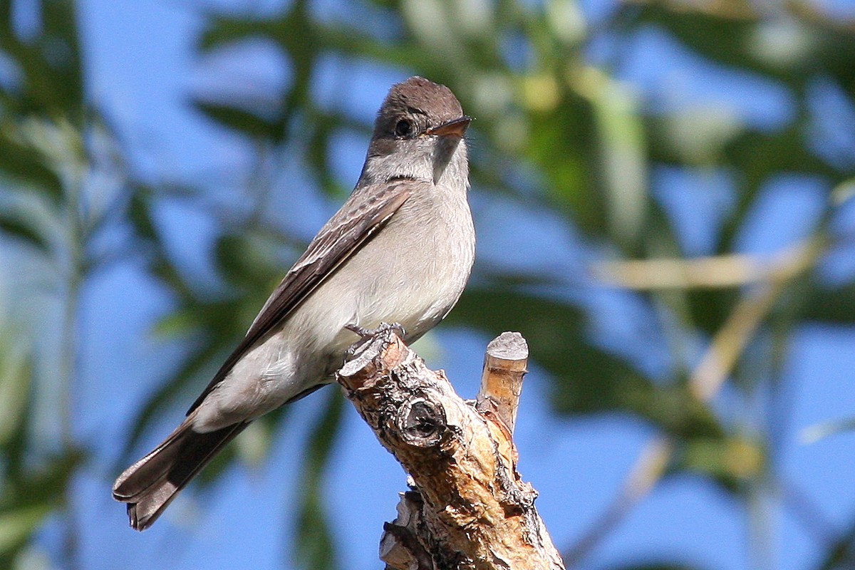 Western Wood-Pewee - Steve Rottenborn