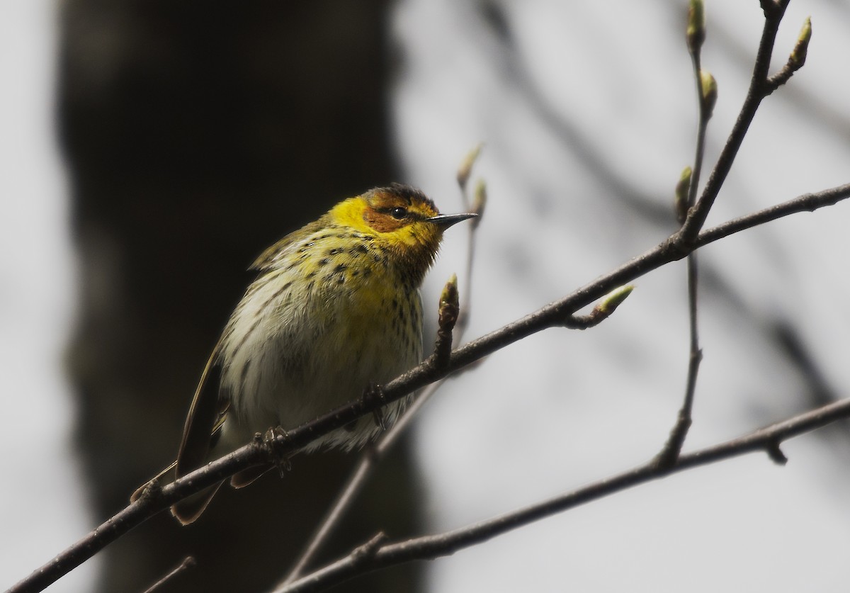 Cape May Warbler - Marky Mutchler