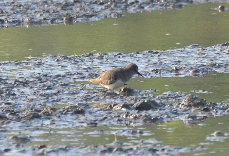 Temminck's Stint - Premchand Reghuvaran