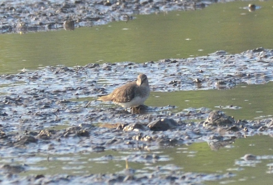 Temminck's Stint - Premchand Reghuvaran