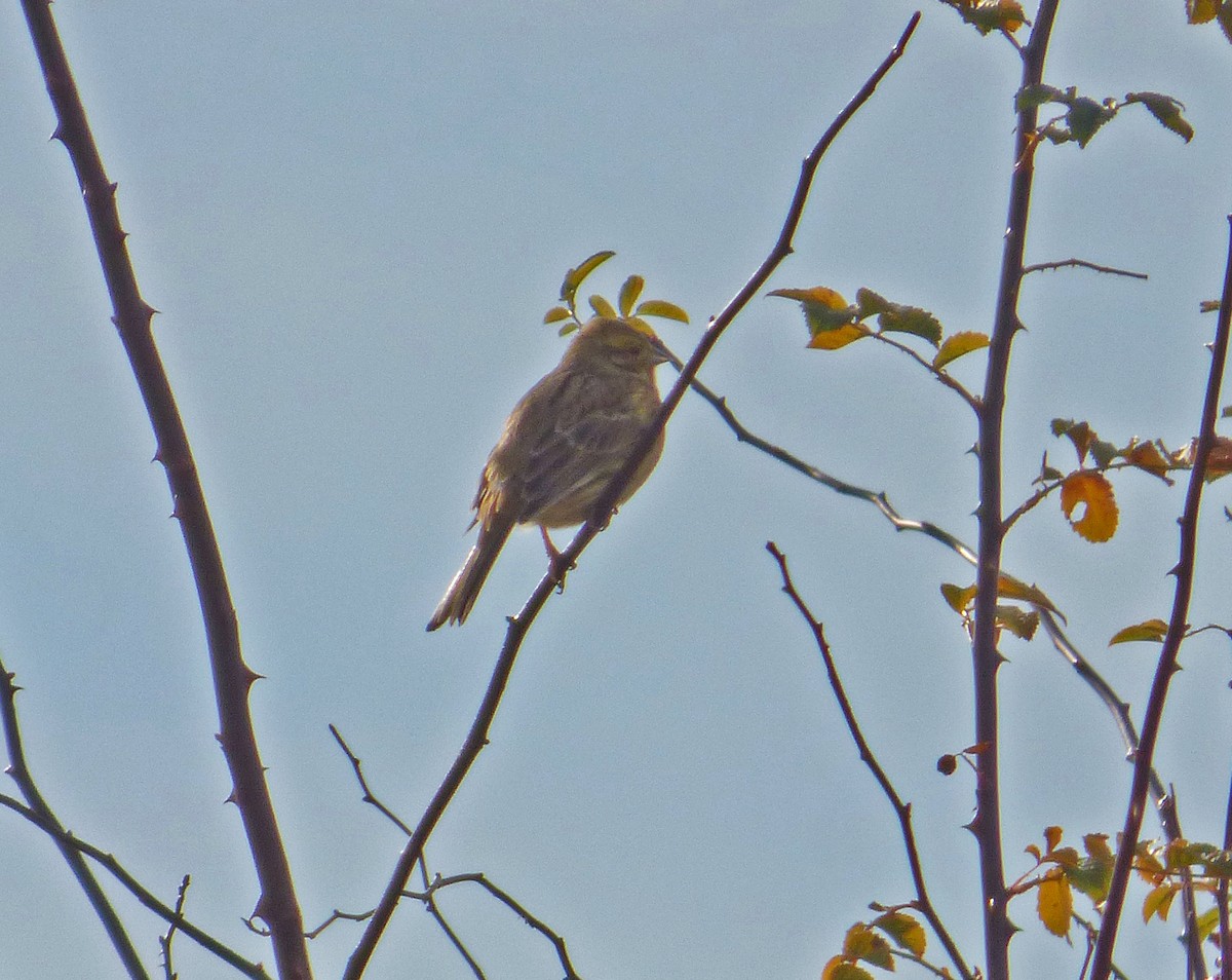 Cirl Bunting - ML133485601