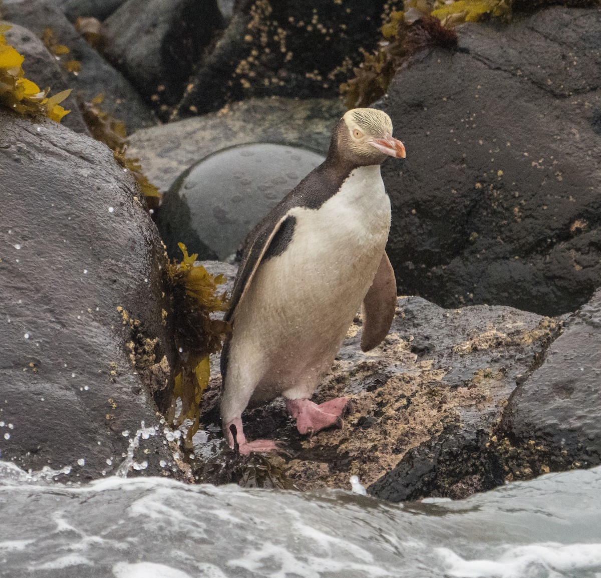 Yellow-eyed Penguin - ML133485951