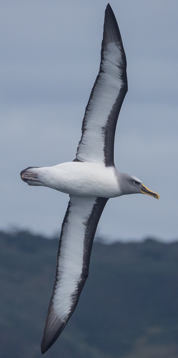 Buller's Albatross - ML133487191