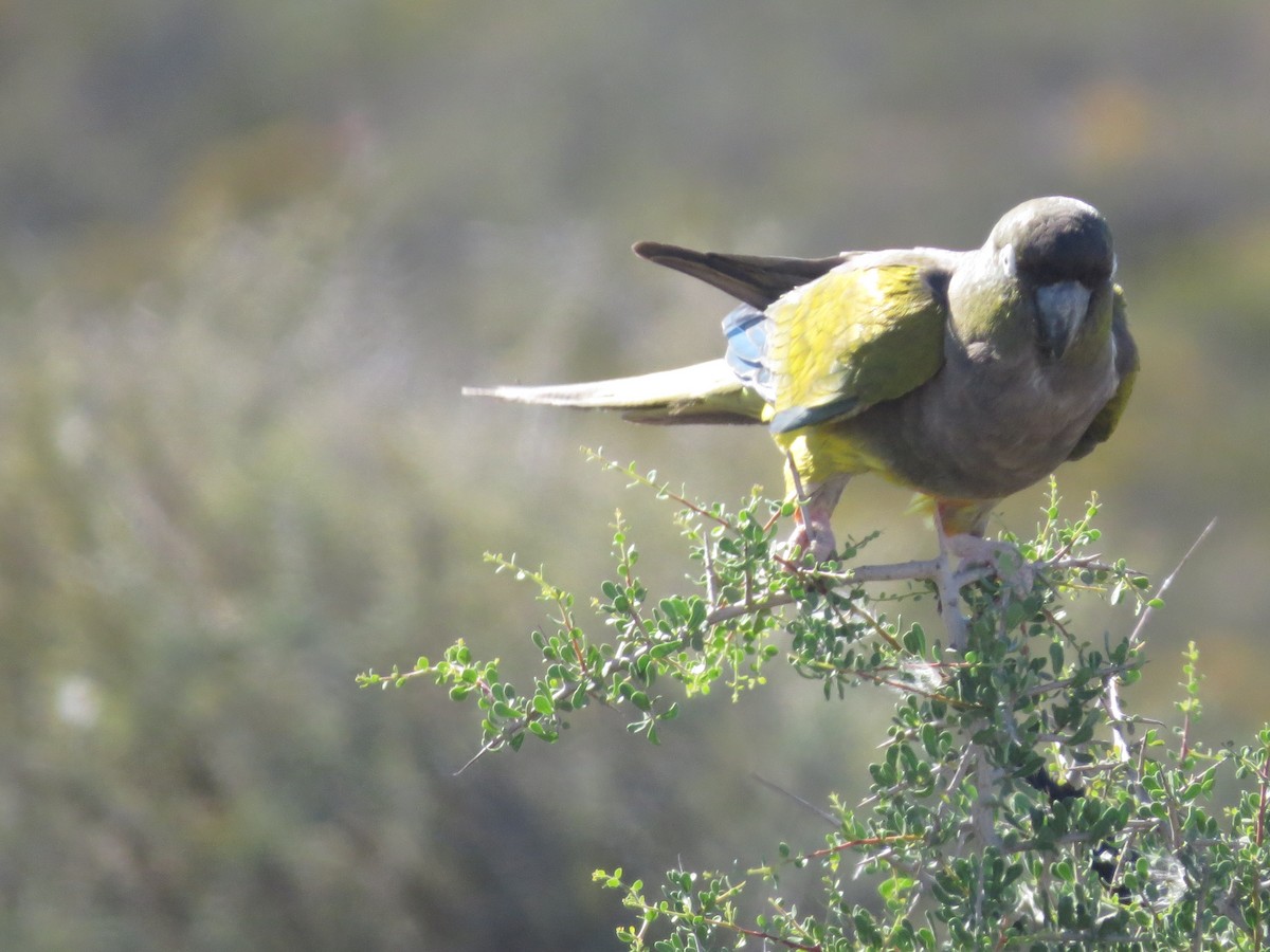 Patagonya Papağanı - ML133487201