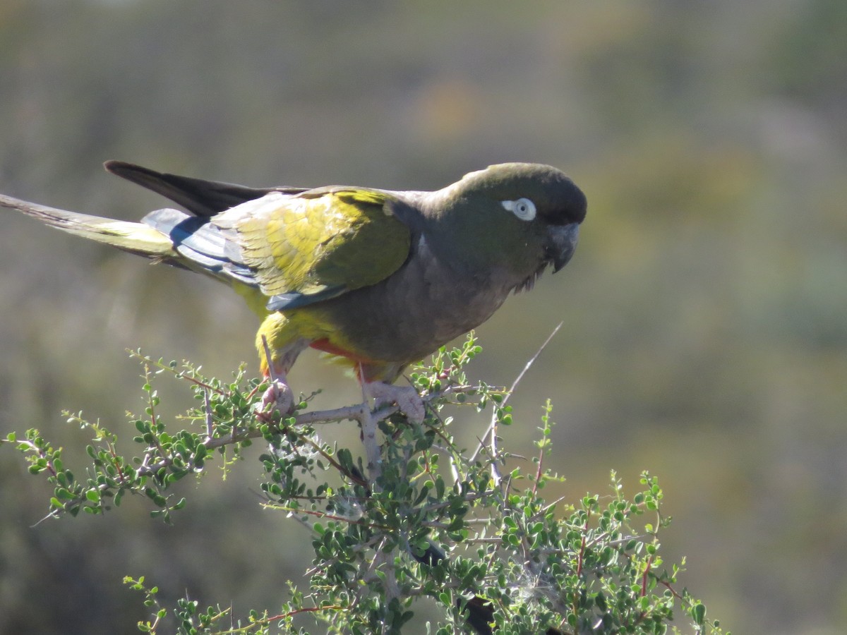 Patagonya Papağanı - ML133487211