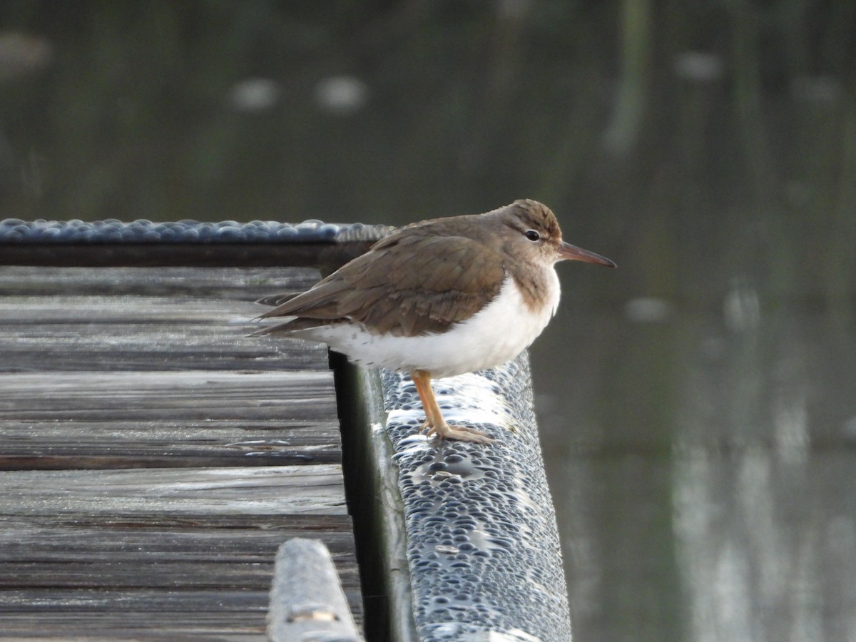 Spotted Sandpiper - ML133488821