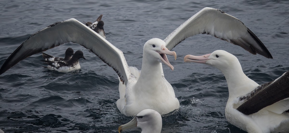 albatros královský - ML133489051