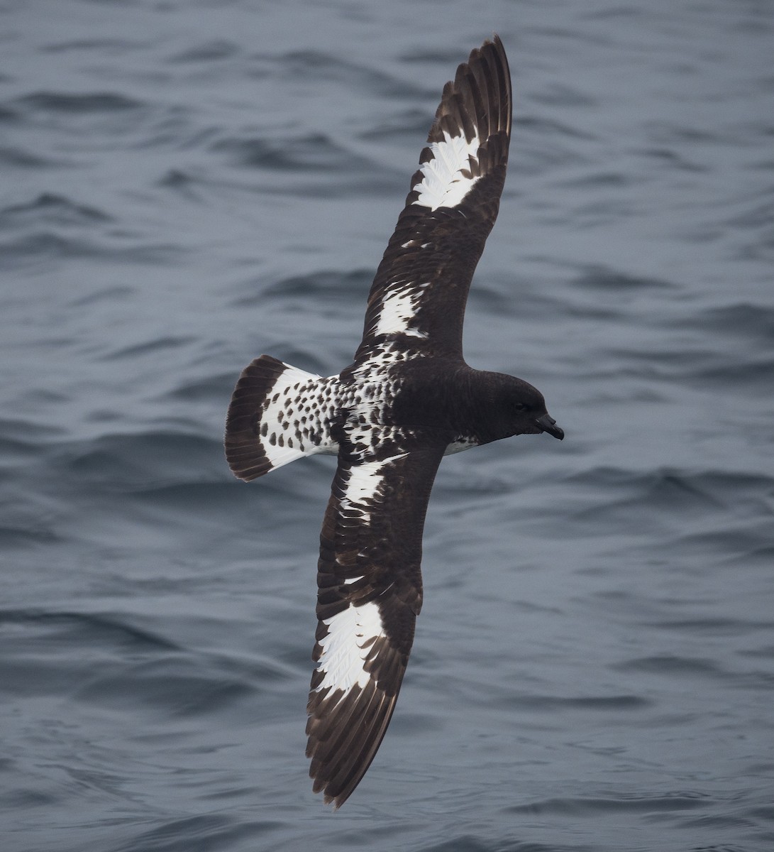 Cape Petrel - ML133489701