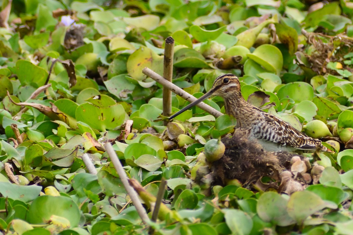 Wilson's Snipe - ML133490331