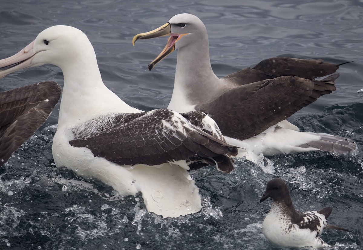 Salvin's Albatross - ML133490721