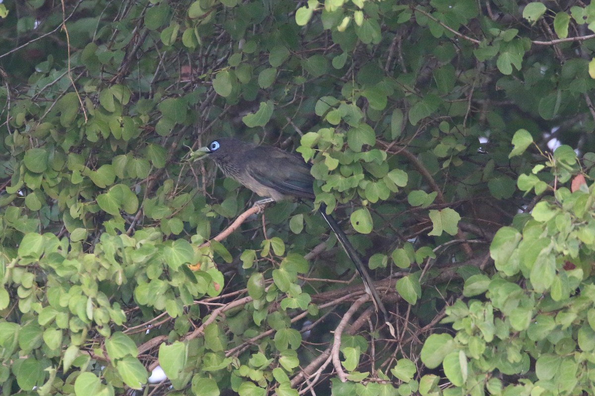 Blue-faced Malkoha - ML133490931