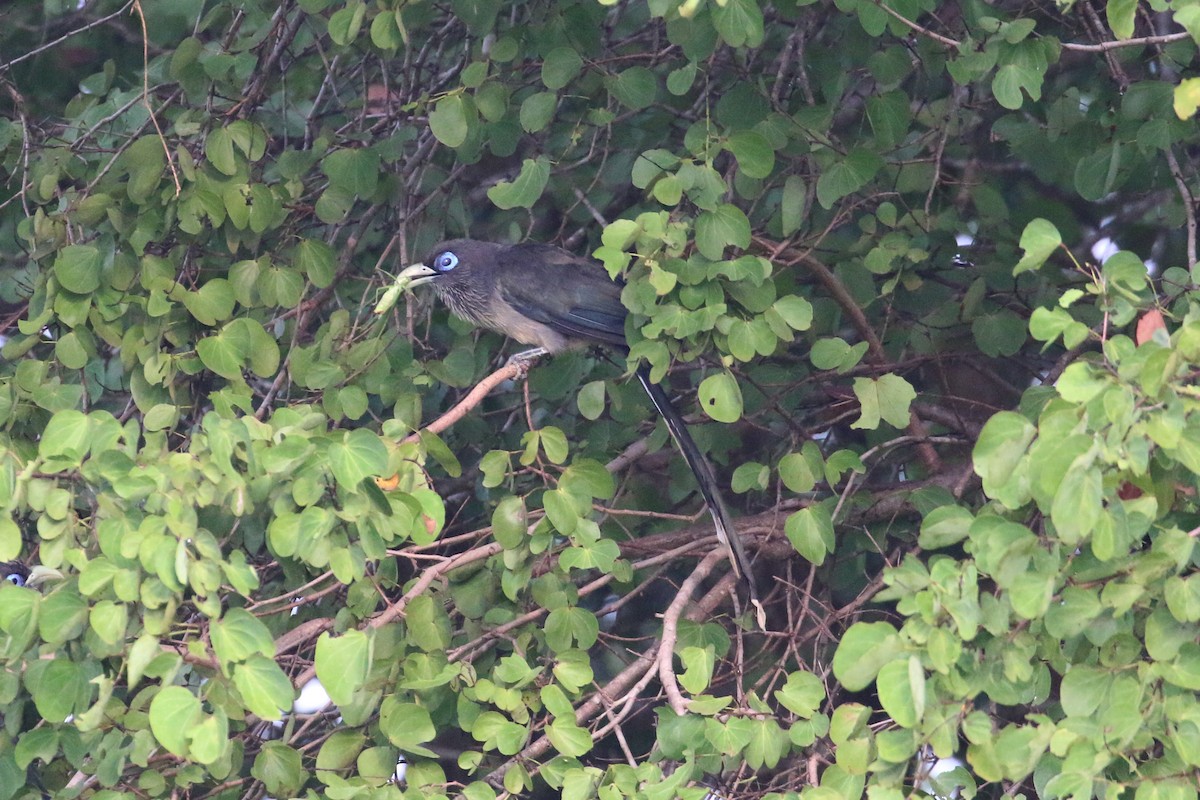 Blue-faced Malkoha - ML133490941