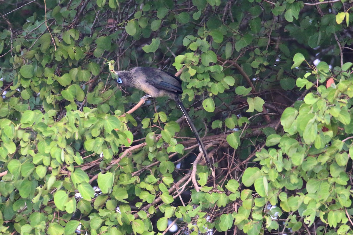 Blue-faced Malkoha - ML133491001