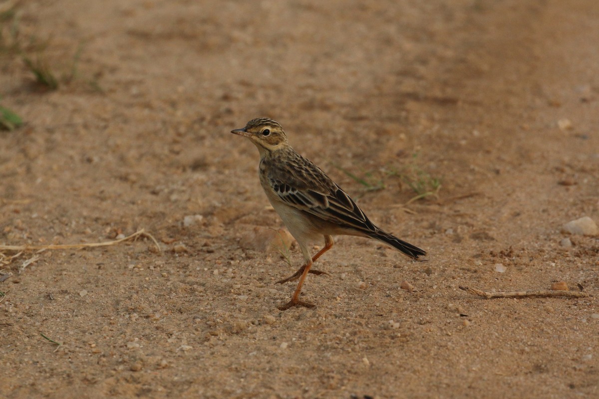 Paddyfield Pipit - ML133491251