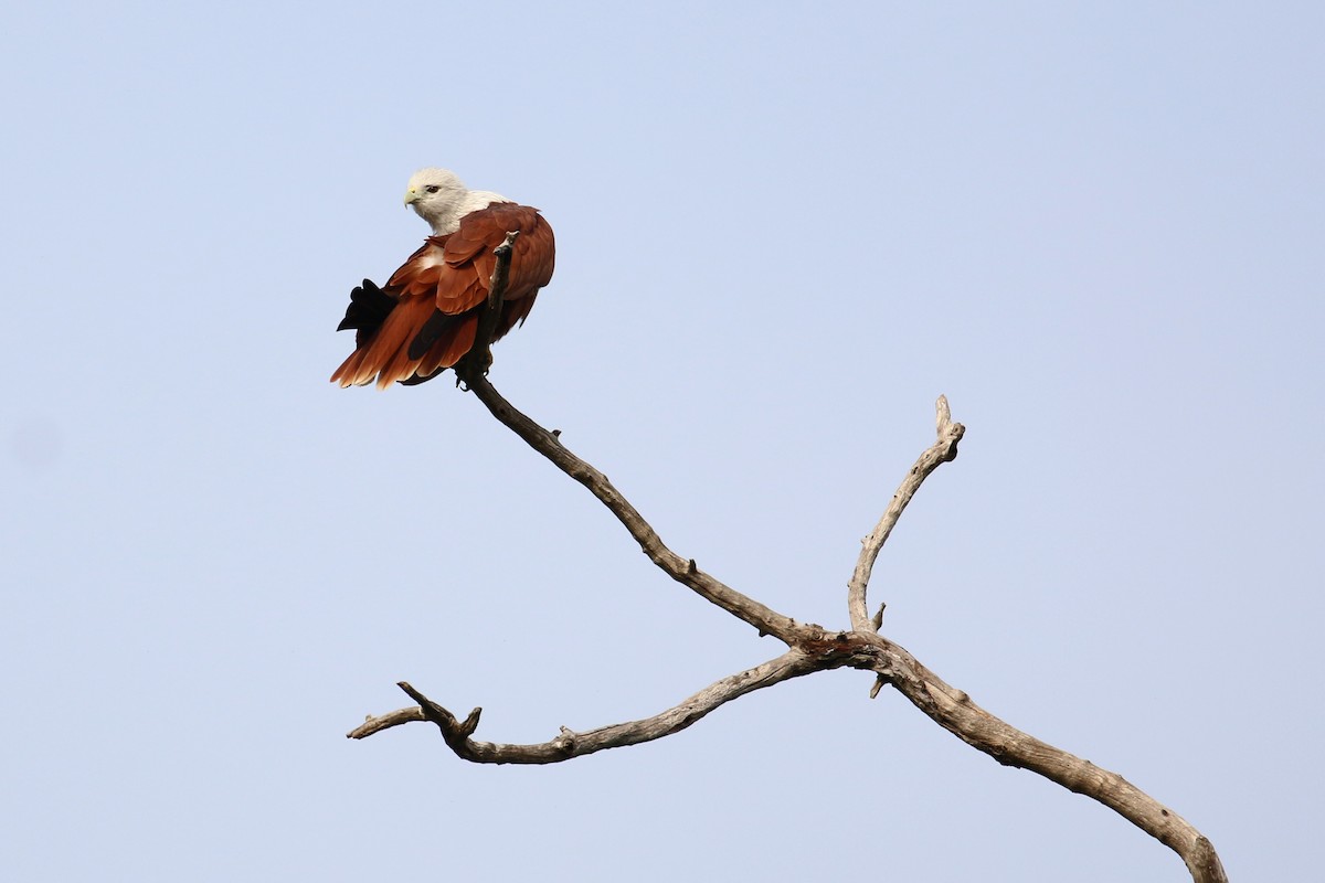 Brahminy Kite - ML133491261