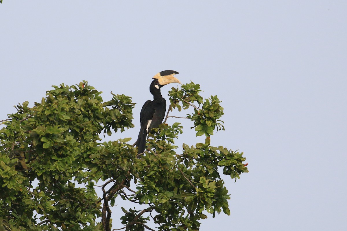 Malabar Pied-Hornbill - ML133491351