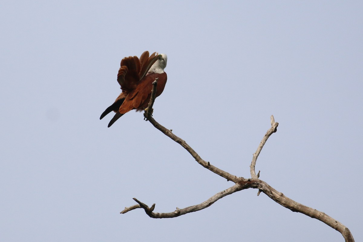 Brahminy Kite - ML133491431