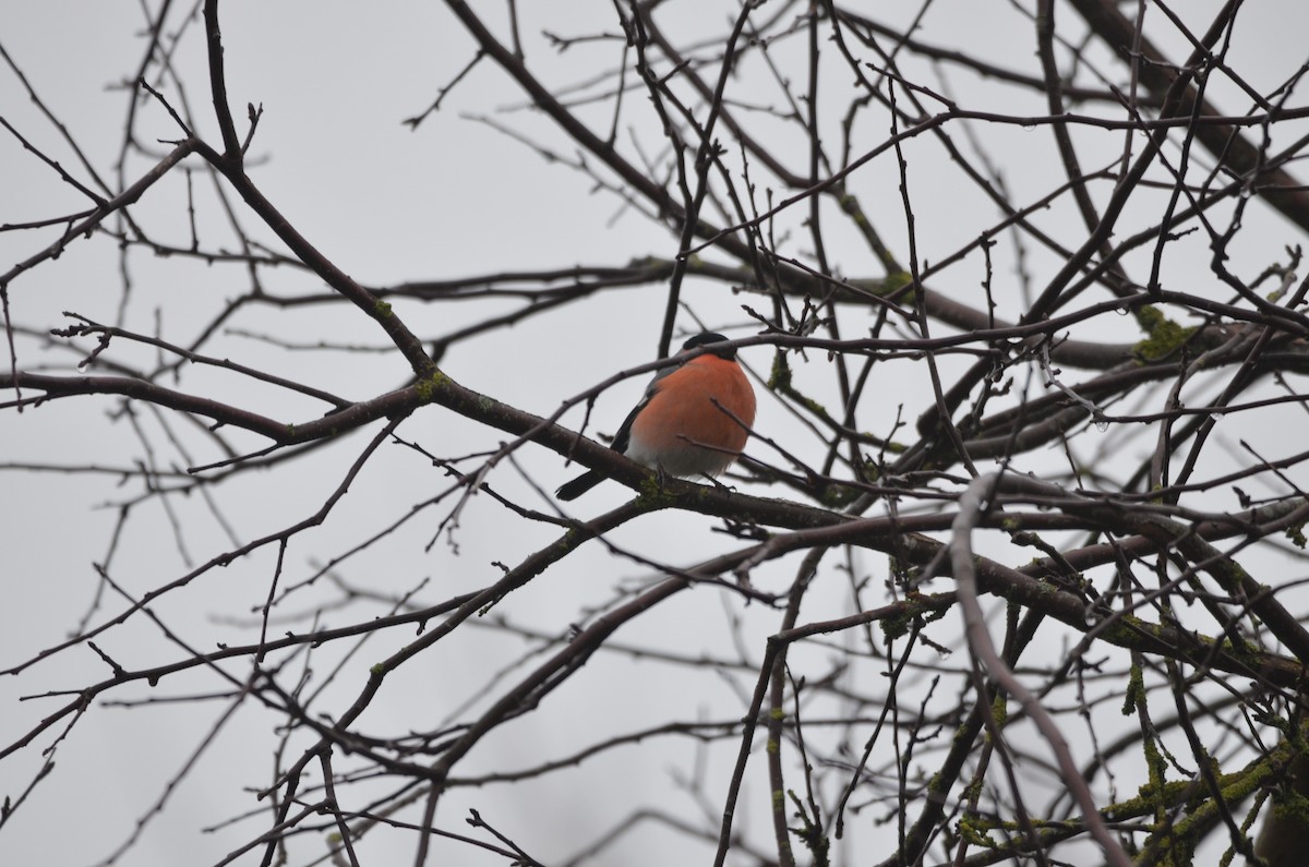 Eurasian Bullfinch - ML133491491