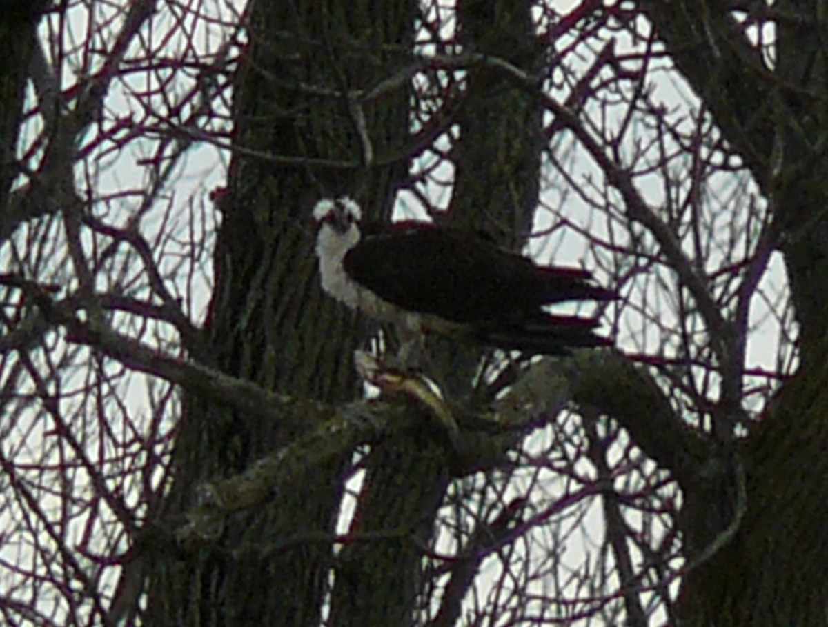 Osprey - ML133491571